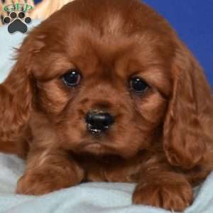 Wendy, Cavalier King Charles Spaniel Puppy
