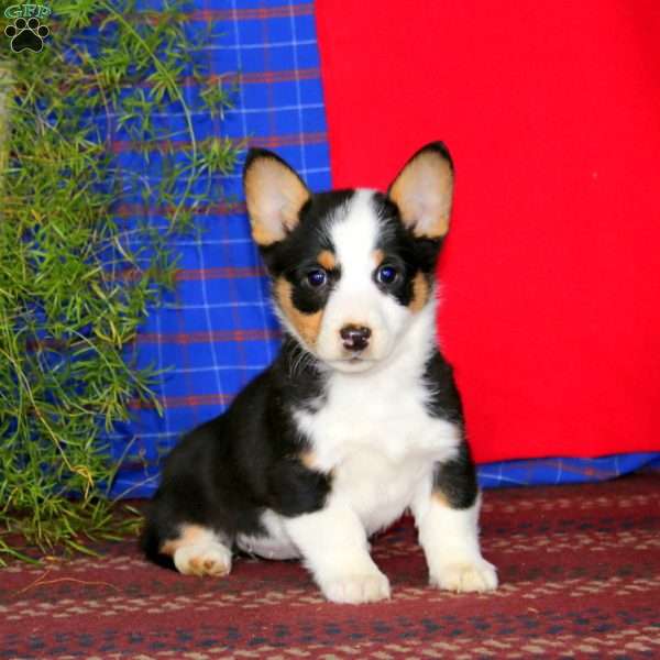 Wendy, Pembroke Welsh Corgi Puppy