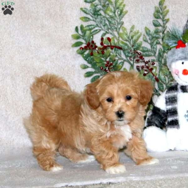 Wendy, Maltipoo Puppy