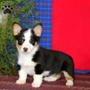 Wendy, Pembroke Welsh Corgi Puppy