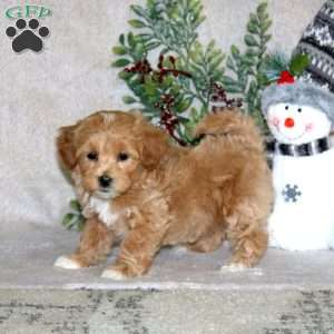 Wendy, Maltipoo Puppy