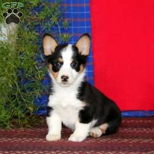Wendy, Pembroke Welsh Corgi Puppy