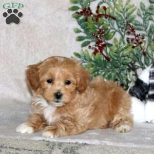 Wendy, Maltipoo Puppy