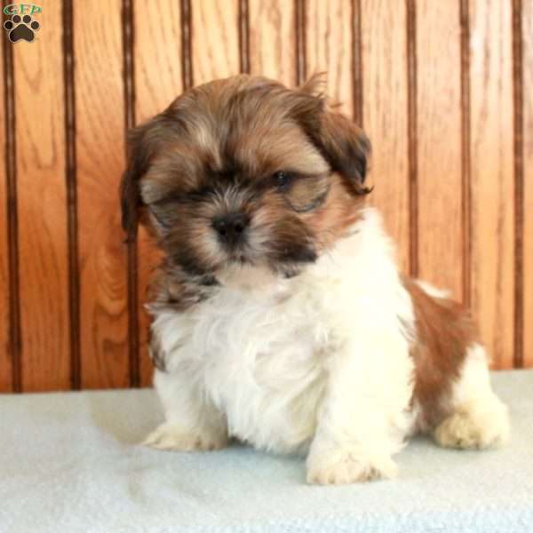 Wesley, Shih Tzu Puppy