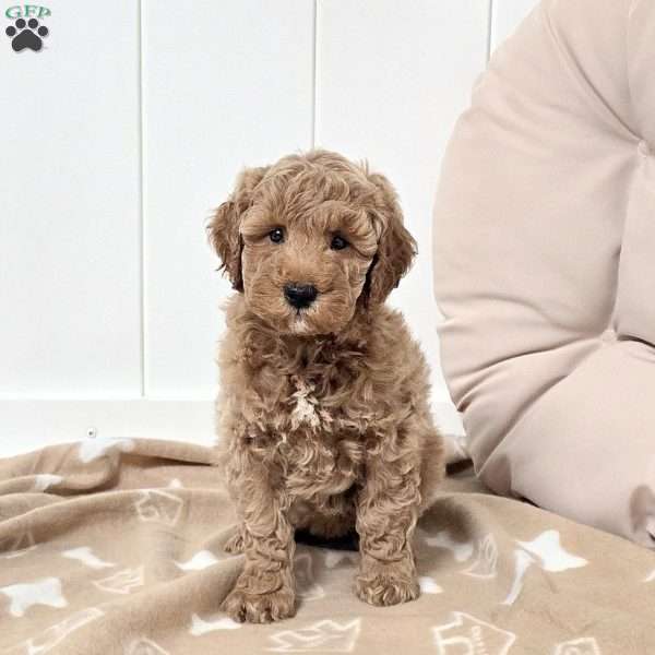 Weston, Mini Goldendoodle Puppy