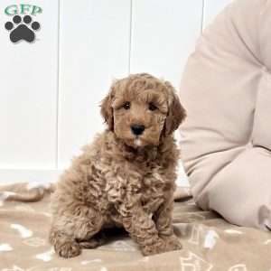 Weston, Mini Goldendoodle Puppy
