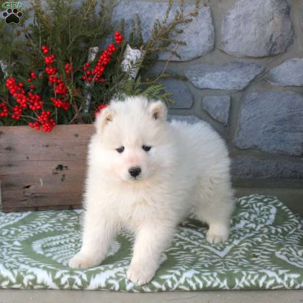 Whisp, Samoyed Puppy