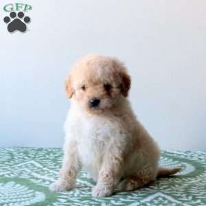 Whisper, Mini Goldendoodle Puppy
