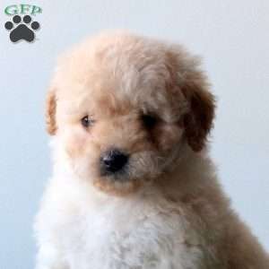 Whisper, Mini Goldendoodle Puppy