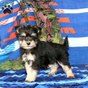 Whisper, Miniature Schnauzer Puppy