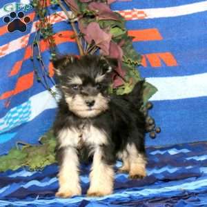Whisper, Miniature Schnauzer Puppy