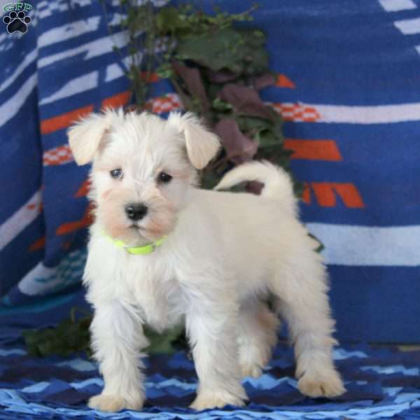 Whitey, Miniature Schnauzer Puppy