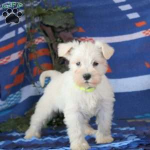Whitey, Miniature Schnauzer Puppy