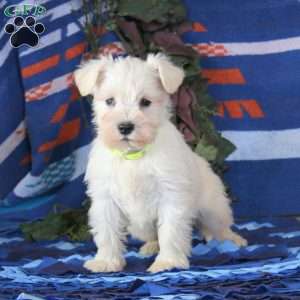 Whitey, Miniature Schnauzer Puppy
