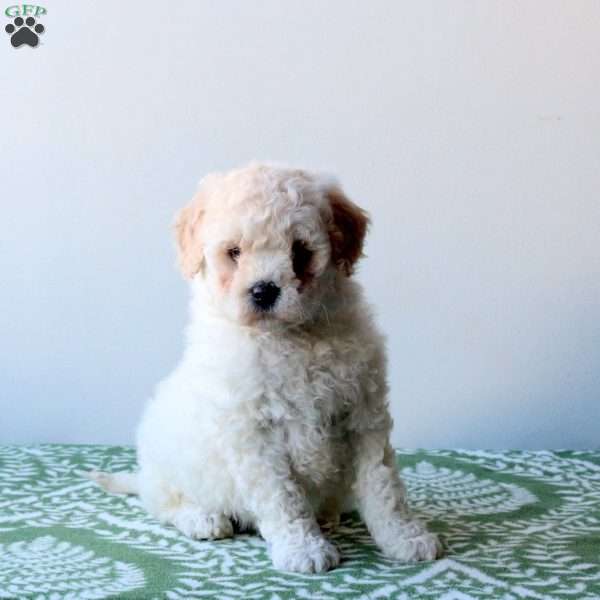 Whitney, Mini Goldendoodle Puppy