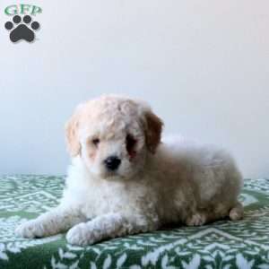 Whitney, Mini Goldendoodle Puppy