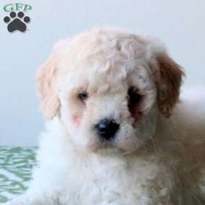 Whitney, Mini Goldendoodle Puppy