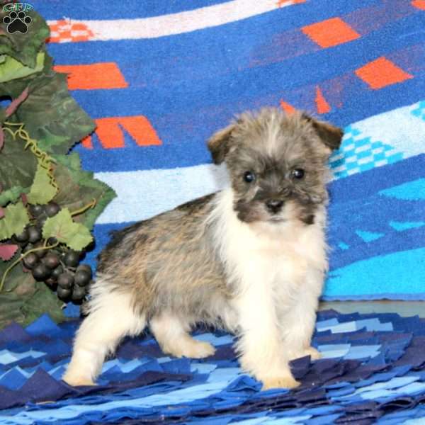 Whoopie, Miniature Schnauzer Puppy