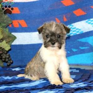Whoopie, Miniature Schnauzer Puppy