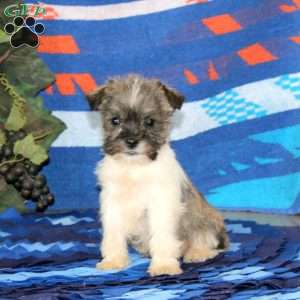 Whoopie, Miniature Schnauzer Puppy