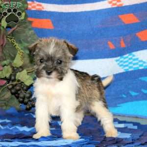 Whoopie, Miniature Schnauzer Puppy