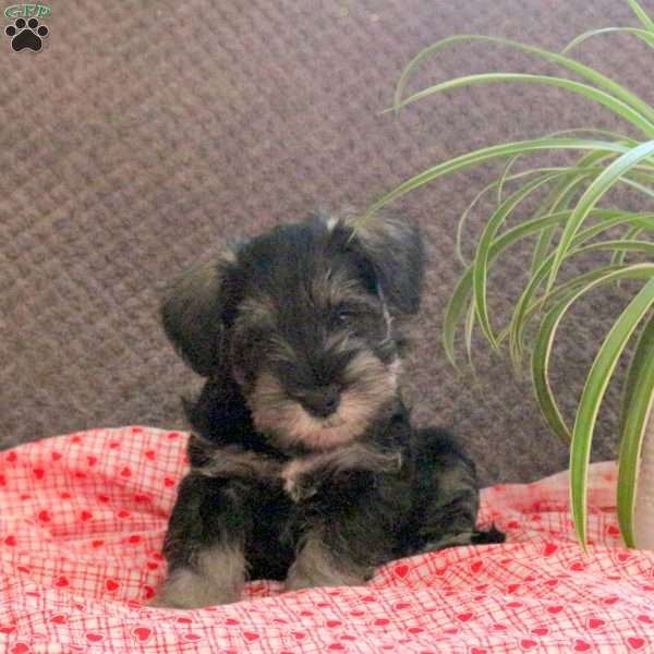 Wiggles, Miniature Schnauzer Puppy