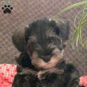 Wiggles, Miniature Schnauzer Puppy