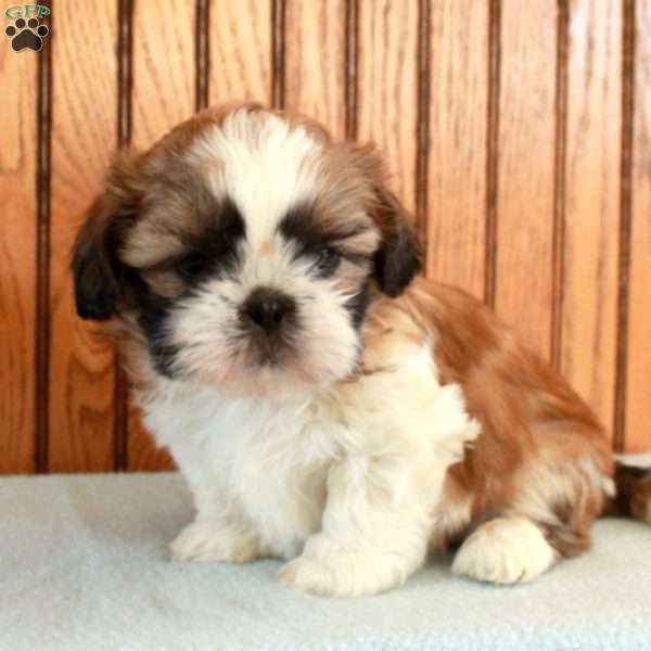 Wiley, Shih Tzu Puppy