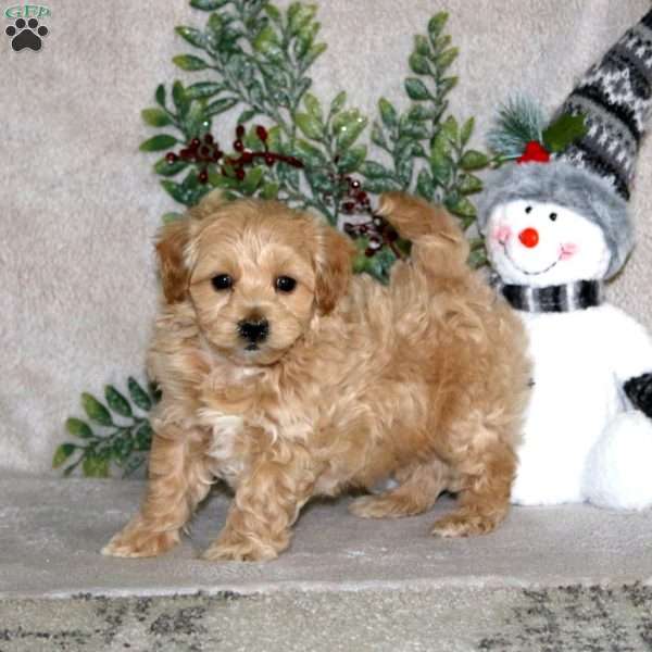 Will, Maltipoo Puppy