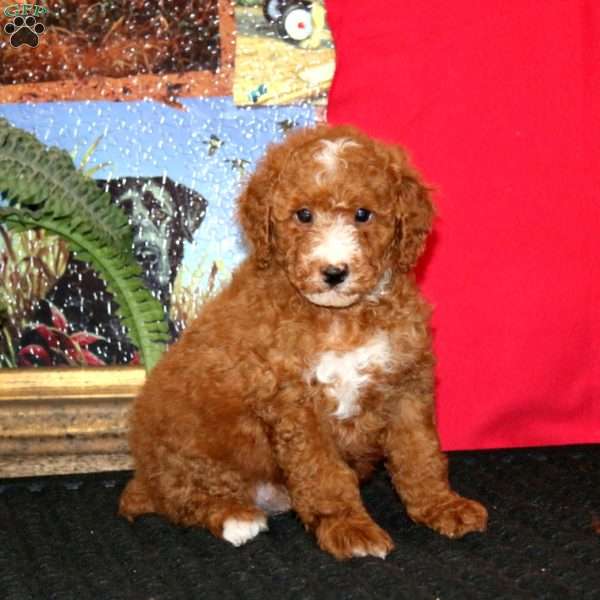 Will, Miniature Poodle Puppy