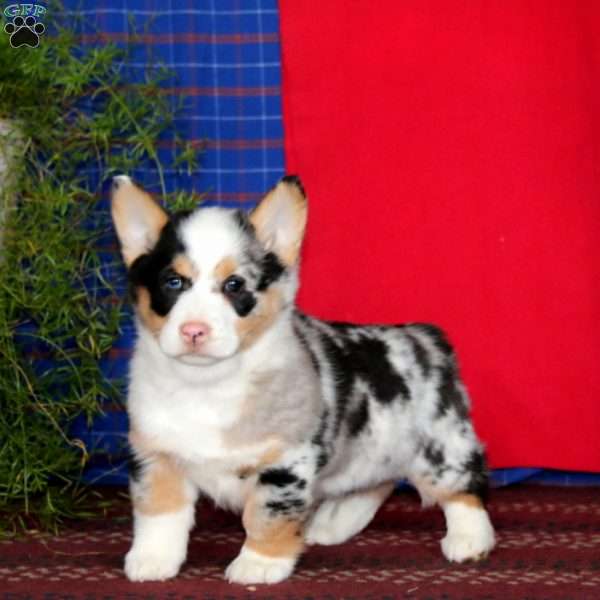 Will, Pembroke Welsh Corgi Puppy