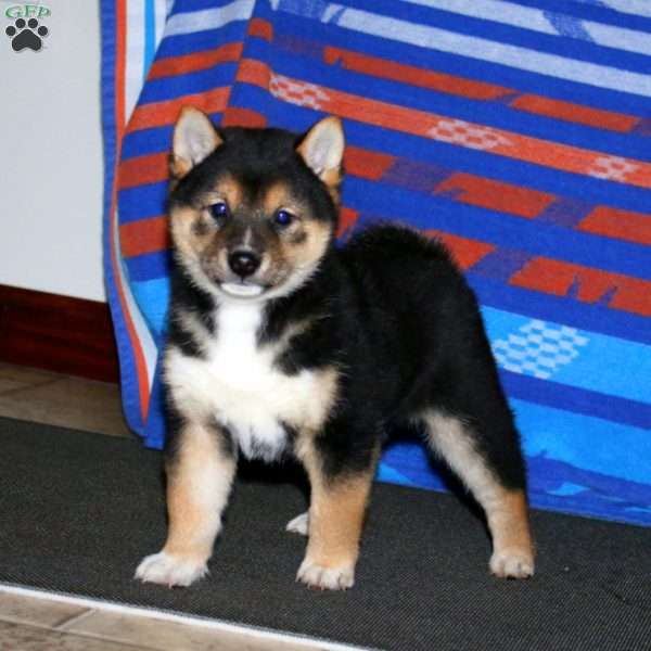 Will, Shiba Inu Puppy