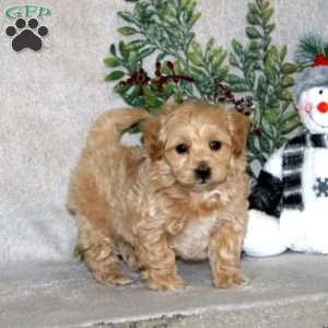 Will, Maltipoo Puppy