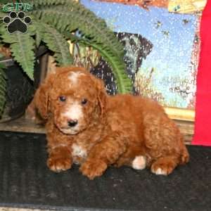 Will, Miniature Poodle Puppy