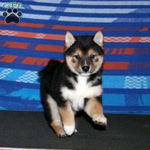 Will, Shiba Inu Puppy