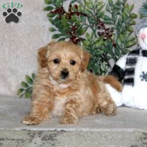 Will, Maltipoo Puppy