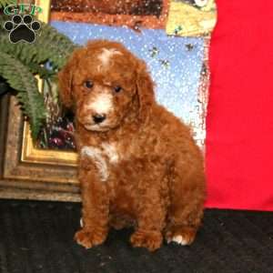 Will, Miniature Poodle Puppy