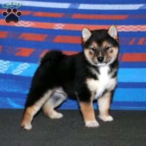 Will, Shiba Inu Puppy