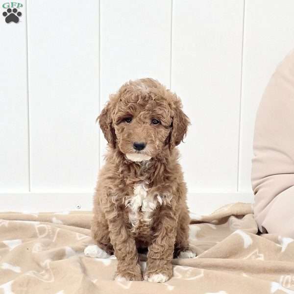 Willa, Mini Goldendoodle Puppy