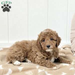 Willa, Mini Goldendoodle Puppy