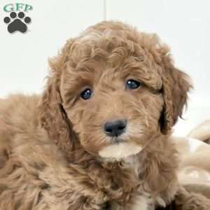Willa, Mini Goldendoodle Puppy
