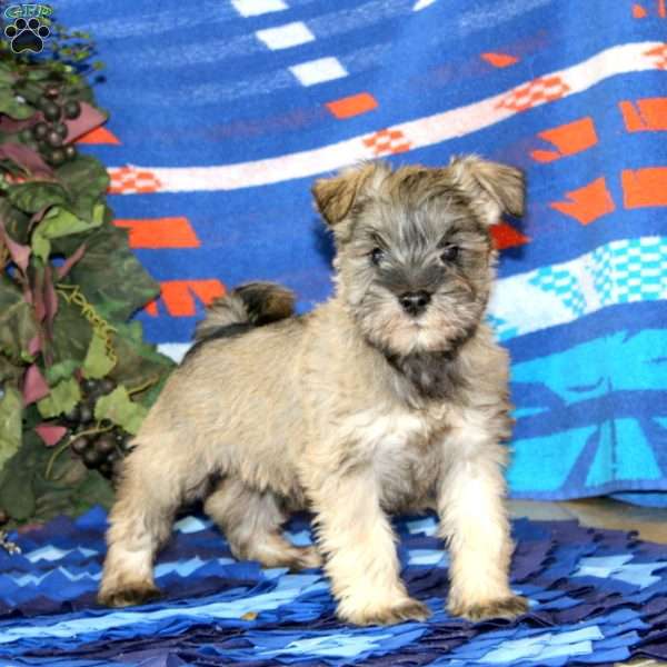 Willie, Miniature Schnauzer Puppy