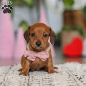 Willow, Dachshund Puppy