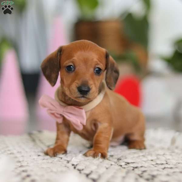 Willow, Dachshund Puppy