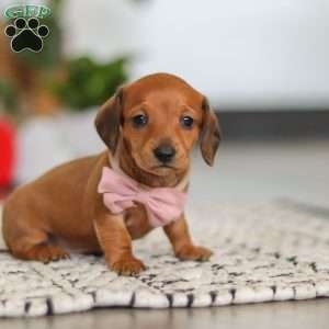 Willow, Dachshund Puppy