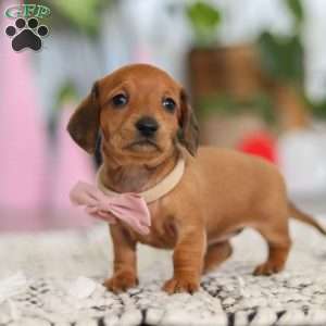 Willow, Dachshund Puppy