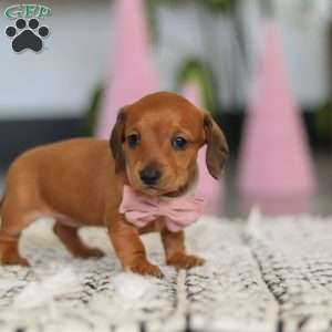 Willow, Dachshund Puppy