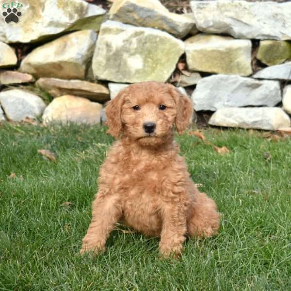 Willow, Mini Goldendoodle Puppy
