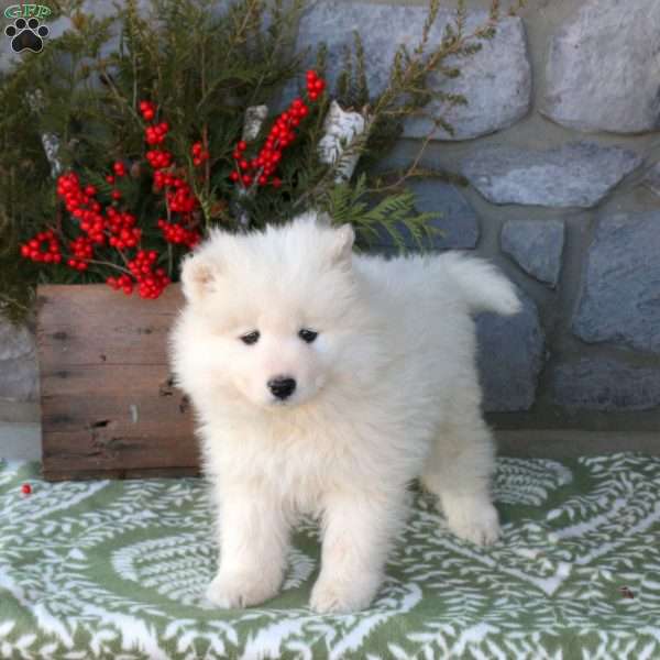 Willow, Samoyed Puppy