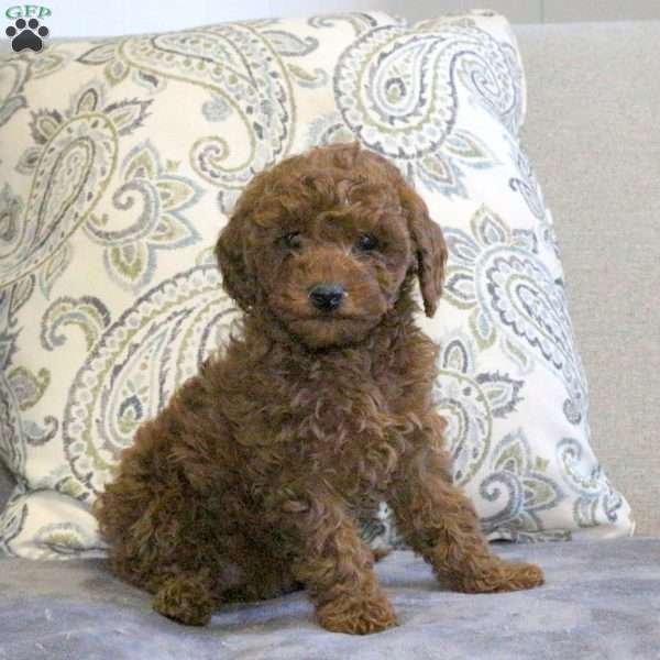 Willow, Cavapoo Puppy